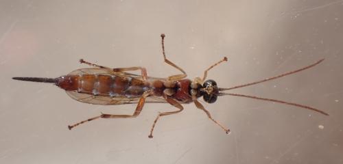 Réf. 351 839 : Tromatobia lineatoria
